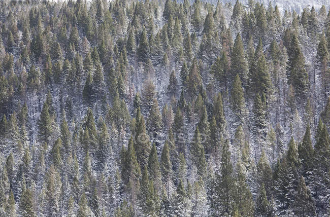 Veduta aerea di alberi innevati sul fianco della montagna — Foto stock