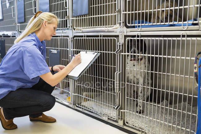 Caucasian vet checking dogs in kennel — Stock Photo