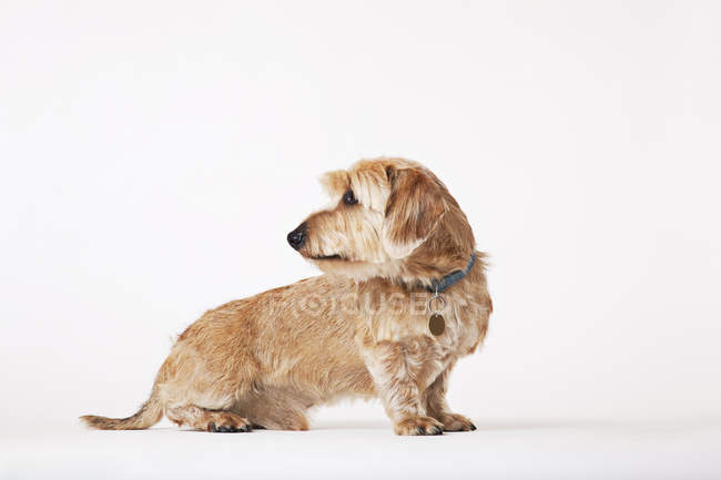 Perro dachschund mirando por encima de su hombro - foto de stock