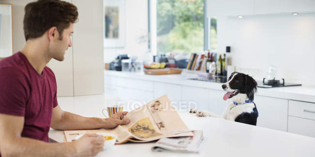 Dog begging at kitchen table at modern home — Stock Photo