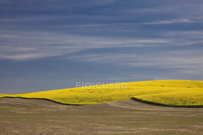 Vista de la colina amarilla - foto de stock