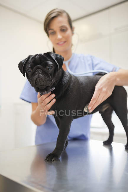 Veterinario perro examinador en cirugía veterinaria - foto de stock