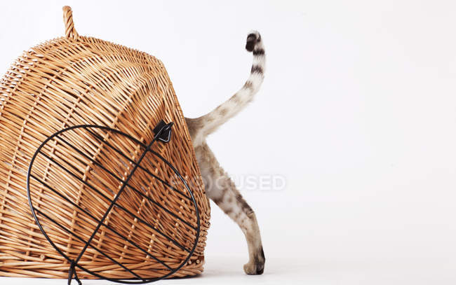 Gato subiendo a la cesta de mimbre - foto de stock