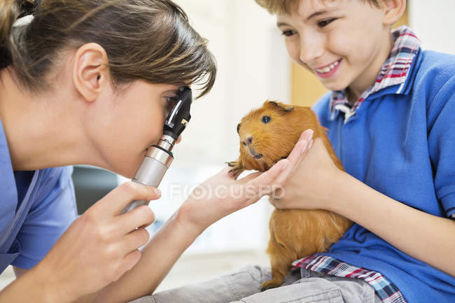 Niño sosteniendo conejillo de indias en examen veterinario - foto de stock