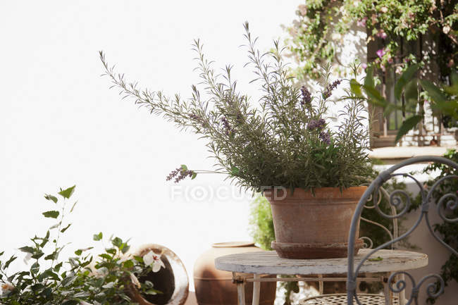 Lavender growing in clay pot — Stock Photo