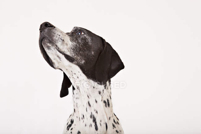 Close up of english pointer dog face — portrait, zoology - Stock