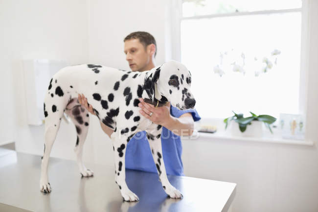 Vétérinaire examinant chien en chirurgie vétérinaire — Photo de stock