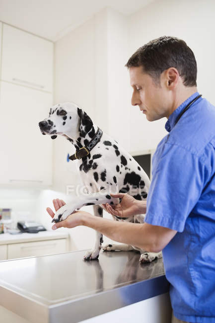 Veterinário cão examinando em cirurgia veterinária — Fotografia de Stock