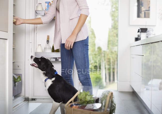 Dog begging for food at open fridge, cropped image — Stock Photo