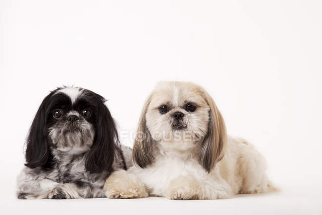 Perros sentados juntos sobre fondo blanco - foto de stock