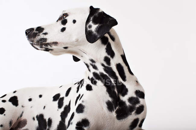 Dalmatiner-Hund kränkelt um den Hals — Stockfoto