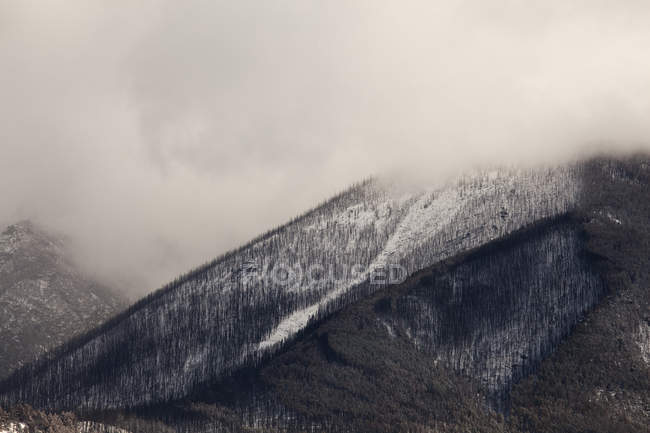 Arbres poussant sur flanc de montagne enneigé — Photo de stock