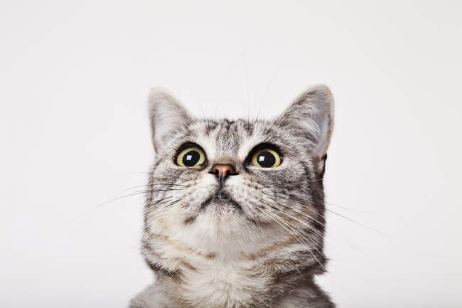 Primer plano de la cara del gato sobre fondo blanco - foto de stock