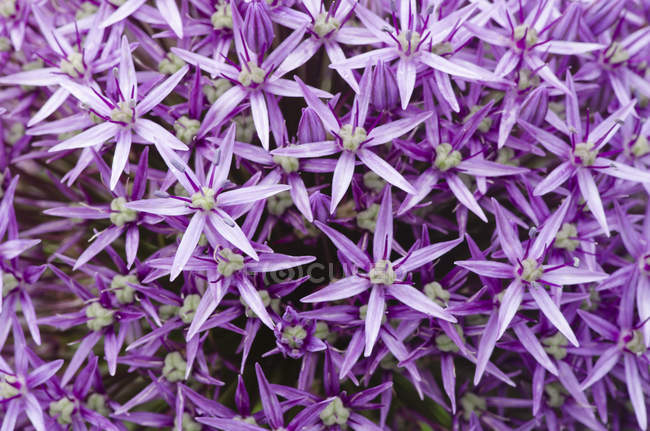 Close up of purple allium blossoms — Stock Photo