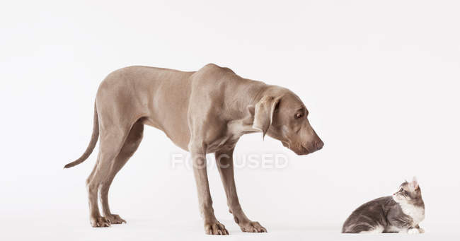 Wiemaraner Cão e gato olhando um para o outro — Fotografia de Stock