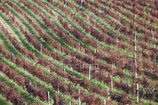 Вид с воздуха на виноградники в дневное время — стоковое фото