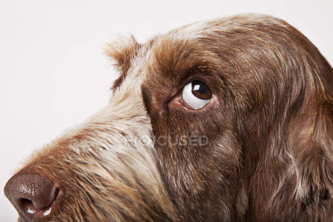 Закрытие лица собаки на белом фоне — стоковое фото