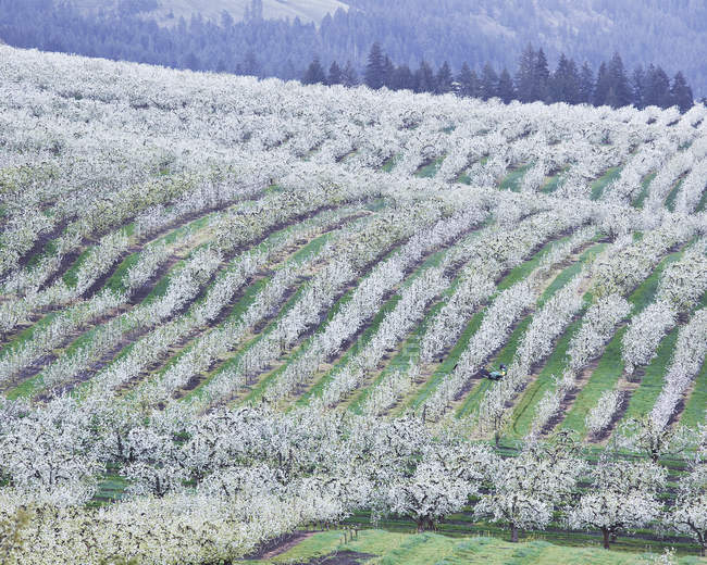 Vista di alberi da frutteto in fiore sul paesaggio ondulato — Foto stock