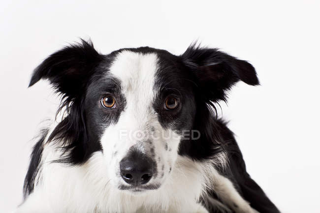 Gros plan de la frontière collie visage de chien — Photo de stock