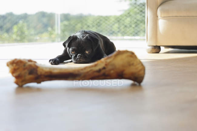 Собака-мопс сопротивляется кости в гостиной — стоковое фото