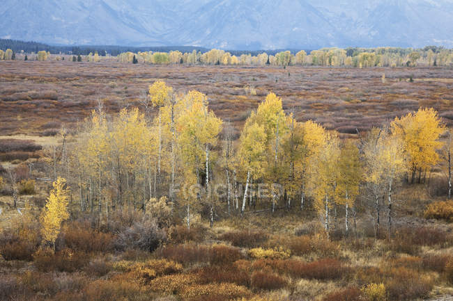 Herbstbäume in bäuerlicher Landschaft — Stockfoto