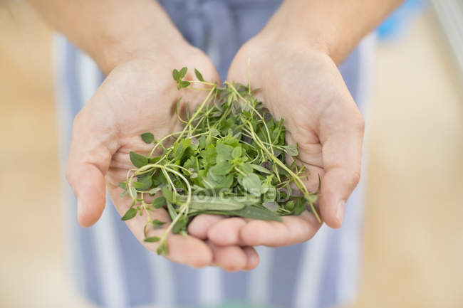 Hands holding bunch of herbs — Stock Photo