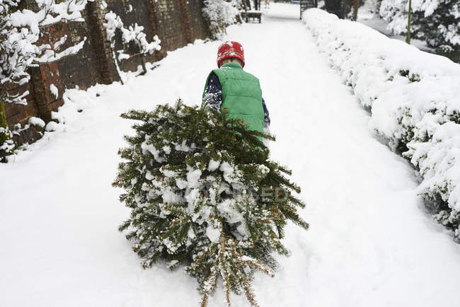Junge schleift Weihnachtsbaum von Straße — Stockfoto