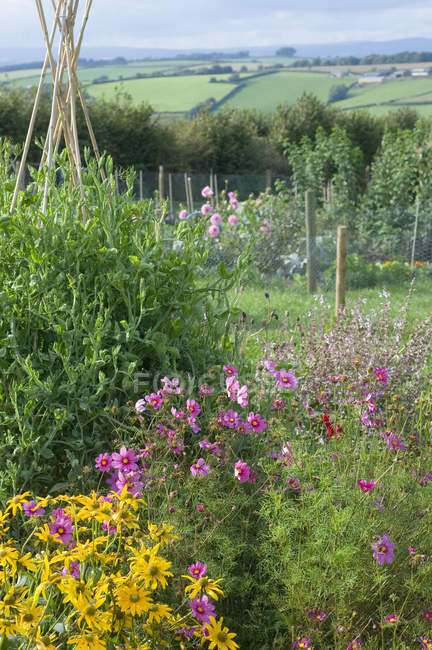 Flores creciendo en el jardín rural con vistas al campo - foto de stock