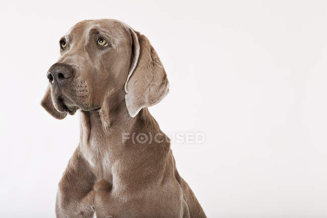 Primo piano di orribile faccia di cane weimaraner — Foto stock