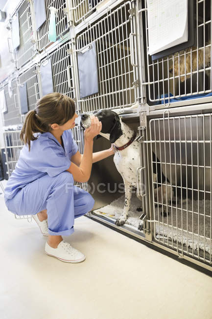 Woman caucasian vet putting dog in kennel — Stock Photo