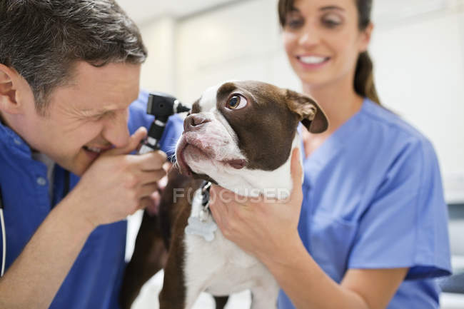 Veterinarios examinando perro en cirugía veterinaria - foto de stock