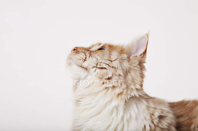 Primer plano de la cara del gato sobre fondo blanco - foto de stock
