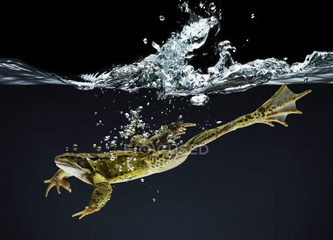 Frog swimming underwater on dark background — Stock Photo