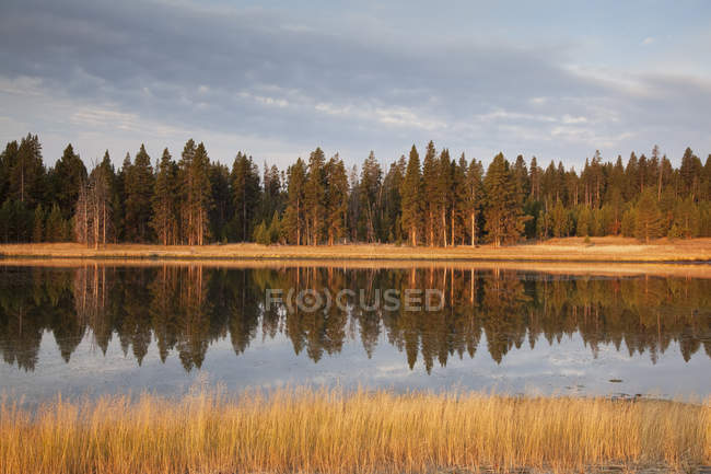 Árvores refletidas em lago imóvel — Fotografia de Stock