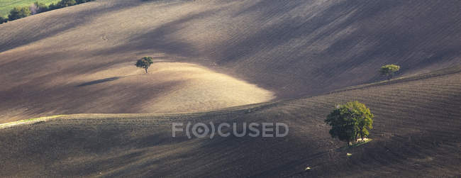 Árvores que crescem em paisagem rural seca — Fotografia de Stock
