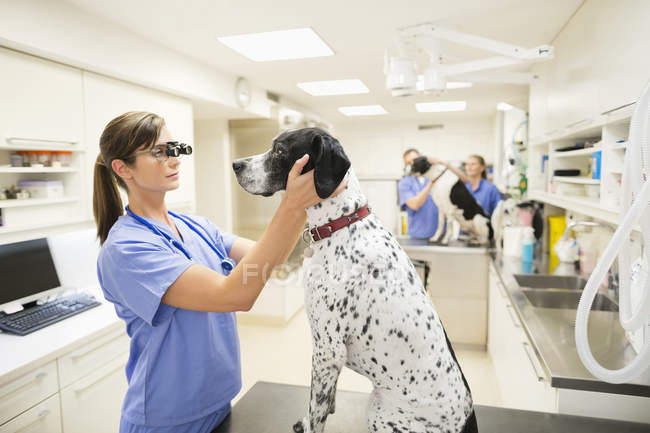 Ветеринар осматривает собачьи уши в ветеринарной хирургии — стоковое фото