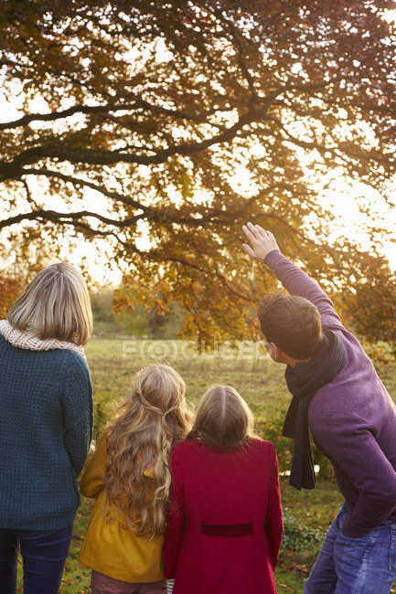 Вид ззаду сім'ї, захоплююче осіннє листя на дереві — стокове фото