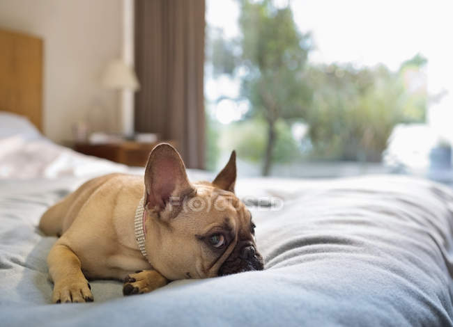 Bulldog francés acostado en la cama - foto de stock