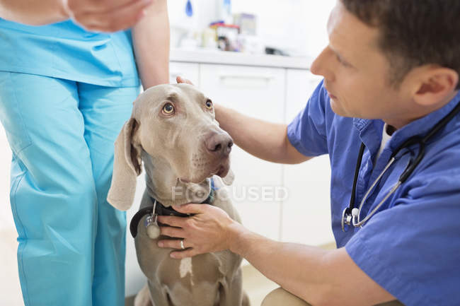 Veterinários examinando cão em cirurgia veterinária — Fotografia de Stock