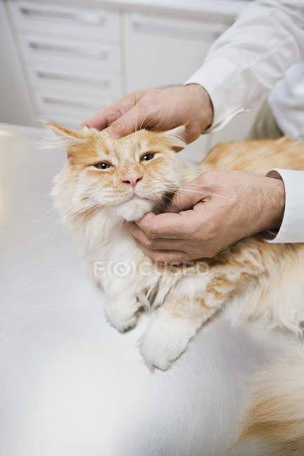 Ветеринар осматривает кота в ветеринарной хирургии — стоковое фото