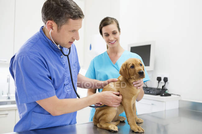 Ветеринарне обстеження собаки у ветеринарній хірургії — стокове фото