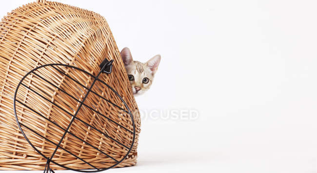 Bengal Cat peering out from wicker basket — Stock Photo