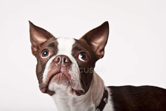 Primo piano di malizia Boston terrier cane faccia — Foto stock