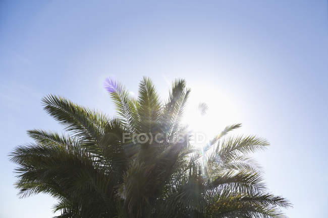 Palm tree against blue sky — Stock Photo