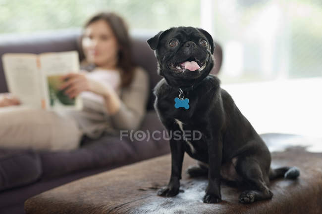 Hechelnder Hund sitzt im modernen Zuhause auf Hocker — Stockfoto