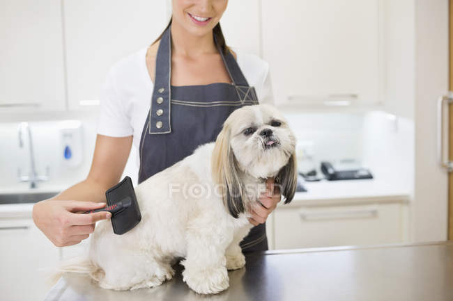 Imagen recortada de peluquero trabajando en perro en la oficina - foto de stock