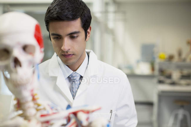 Cientista com modelo anatômico em laboratório — Fotografia de Stock