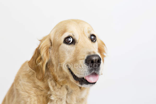 Primer plano de cara de perro golden retriever - foto de stock