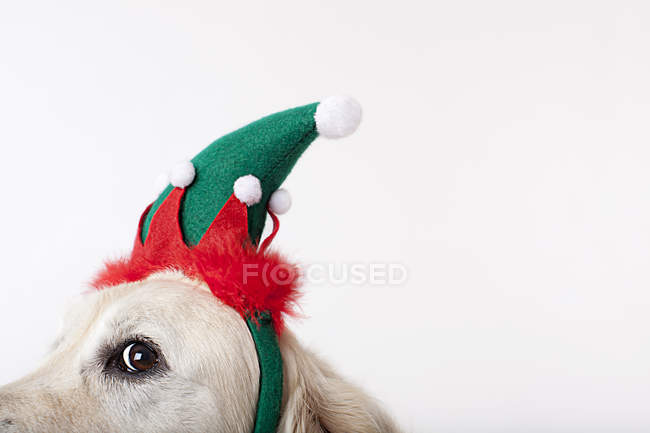 Close up of dog wearing Christmas hat — Stock Photo