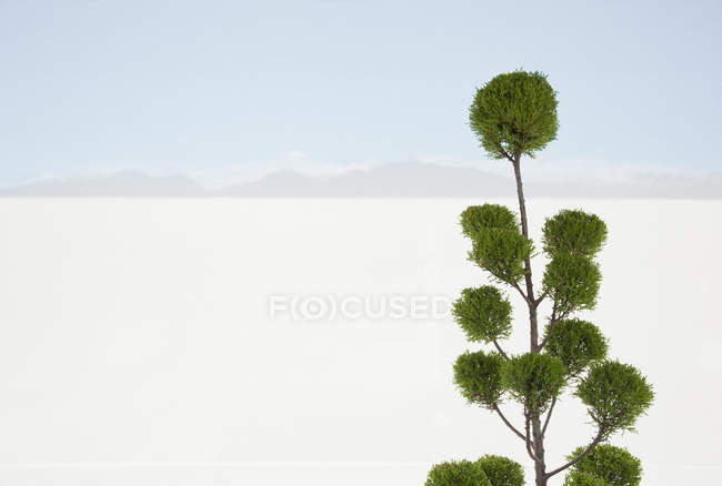 Albero con deserto di sabbia bianca sullo sfondo — Foto stock